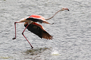 Flamingo-1-corre-crop-img_7989