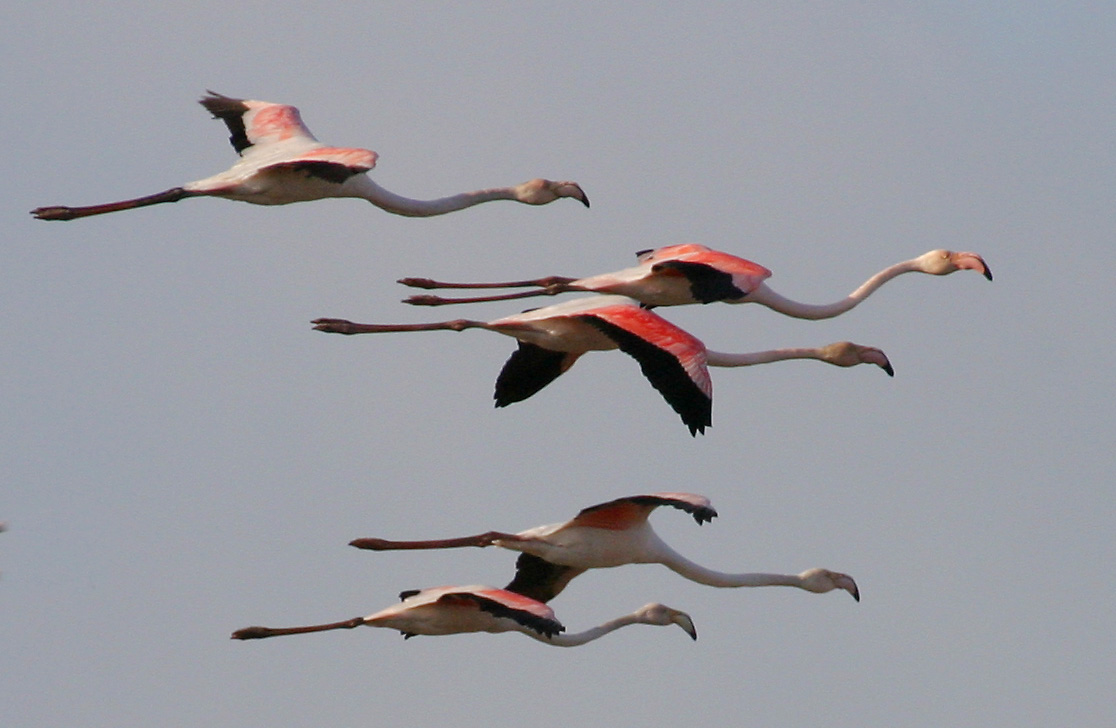 Flamingos voam IMG_6497