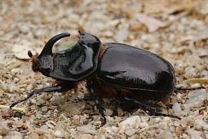 Escaravelho-rinoceronte      