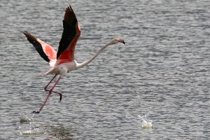 Flamingos   