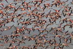 Flamingos voam   